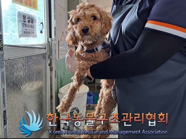 종료(입양) 푸들의…